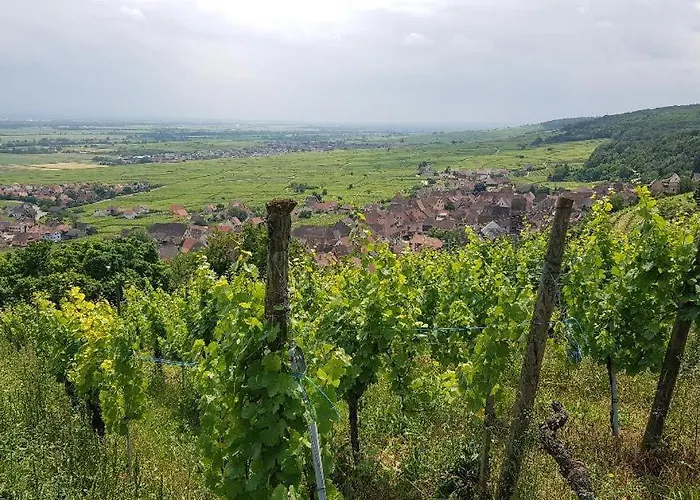 Renoves Avec Gout Au Coeur Du Vignoble, Route Des Vins, Alsace, Apartment *
